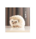 雨家のハリネズミ（個別スタンプ：16）