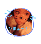momokonosutanpudesu（個別スタンプ：11）