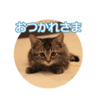 谷保ねこスタンプ（個別スタンプ：4）