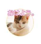 谷保ねこスタンプ（個別スタンプ：7）