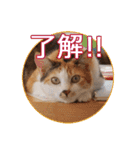 谷保ねこスタンプ（個別スタンプ：16）