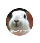 LEPUS（個別スタンプ：2）