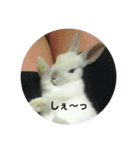 LEPUS（個別スタンプ：4）