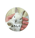 LEPUS（個別スタンプ：5）