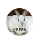 LEPUS（個別スタンプ：6）