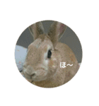 LEPUS（個別スタンプ：7）