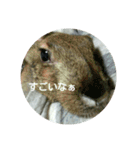 LEPUS（個別スタンプ：8）