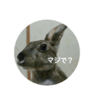 LEPUS（個別スタンプ：9）
