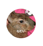 LEPUS（個別スタンプ：10）