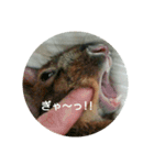 LEPUS（個別スタンプ：11）