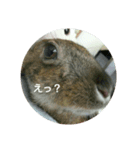 LEPUS（個別スタンプ：12）