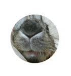 LEPUS（個別スタンプ：14）