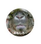 LEPUS（個別スタンプ：16）