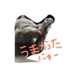 ロシアンブルーのみんとくん♡1（個別スタンプ：3）