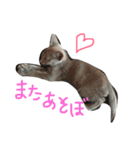 ロシアンブルーのみんとくん♡1（個別スタンプ：8）