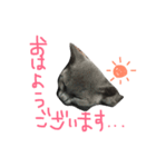 ロシアンブルーのみんとくん♡1（個別スタンプ：15）