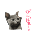 ロシアンブルーのみんとくん♡1（個別スタンプ：23）