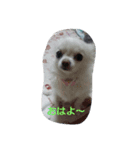 chihuahuanogenkikun（個別スタンプ：1）