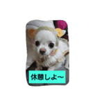 chihuahuanogenkikun（個別スタンプ：8）