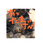 基本すず（個別スタンプ：11）