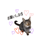 基本すず（個別スタンプ：13）