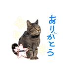 基本すず（個別スタンプ：14）