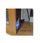 基本すず（個別スタンプ：15）
