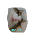 増量猫写真スタンプです（個別スタンプ：1）