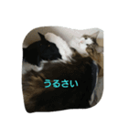 増量猫写真スタンプです（個別スタンプ：5）