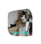 増量猫写真スタンプです（個別スタンプ：6）