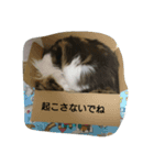 増量猫写真スタンプです（個別スタンプ：8）