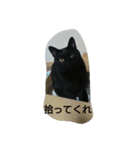 増量猫写真スタンプです（個別スタンプ：13）