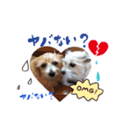 dog16（個別スタンプ：6）