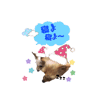 dog16（個別スタンプ：8）