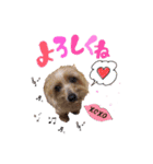 dog16（個別スタンプ：12）