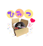 dog16（個別スタンプ：14）