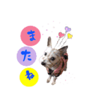 dog16（個別スタンプ：16）