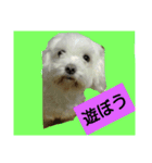 しゃべる 犬(@_@)（個別スタンプ：3）