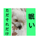 しゃべる 犬(@_@)（個別スタンプ：6）