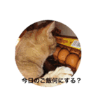 猫のおいも（個別スタンプ：20）