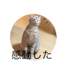 猫のおいも（個別スタンプ：26）