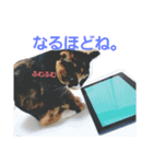 みけ猫のあんみつ（個別スタンプ：12）