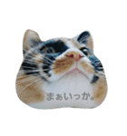 みけ猫のあんみつ（個別スタンプ：13）