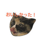 みけ猫のあんみつ（個別スタンプ：16）