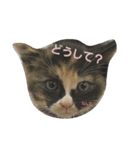 みけ猫のあんみつ（個別スタンプ：19）