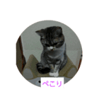愛猫 銀次郎 3（個別スタンプ：1）