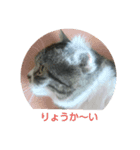 愛猫 銀次郎 3（個別スタンプ：2）