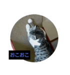 愛猫 銀次郎 3（個別スタンプ：3）