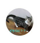 愛猫 銀次郎 3（個別スタンプ：6）