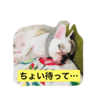 ブルカム君（個別スタンプ：1）